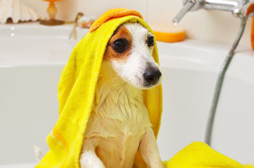 Собака в полотенце в ванной
