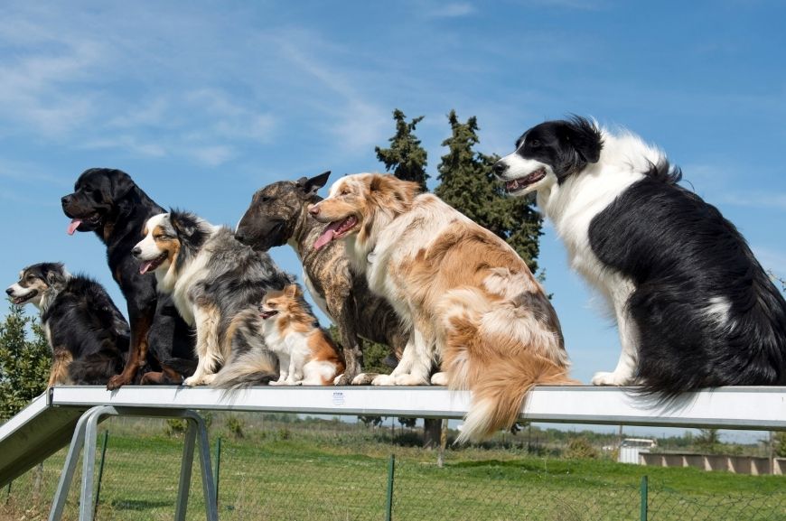 Какие породы собак подходят для аджилити?