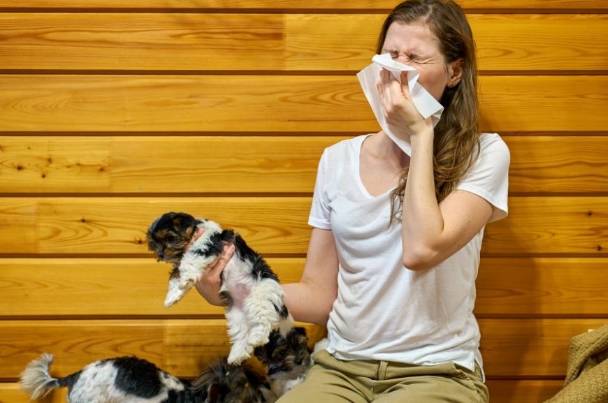 Полезны ли гибридные собаки для аллергиков?