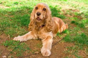 Американский кокер лежит на траве Американский кокер лежит на травке