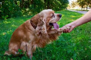 Американский спаниель дает лапу Американский спаниель дает лапу хозяйке