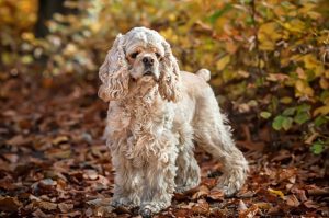 Американский спаниель в осеннем лесу Американский спаниель: осенне фото