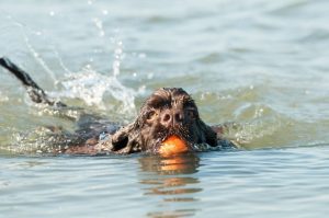 Собака американский кокер-спаниель плывет в реке Американский кокер-спаниель плывет в реке