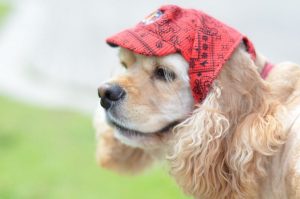 Американский спаниель в шапочке Американский кокер-спаниель в шапочке