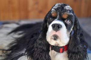 Американский кокер-спаниель черный Американский кокер-спаниель черный с подпалом