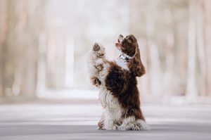 Американский кокер Американский кокер: фото