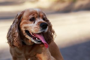 Собака американский кокер-спаниель Порода собак американский кокер-спаниель