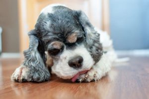 Милый щенок американского кокер-спаниеля Красивый щенок американского кокер-спаниеля