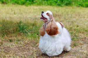 Фото американского кокер-спаниеля Красивое фото американского кокер-спаниеля