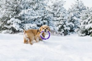 Американский кокер-спаниель зимой Американский кокер-спаниель с игрушкой зимой