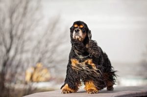 Порода американский кокер-спаниель Порода американский кокер-спаниель: фото