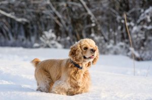 Американский кокер-спаниель: красивое зимнее фото Американский кокер-спаниель: красивое фото зимой