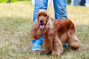 Американский кокер-спаниель на прогулке Американский кокер-спаниель на поводке