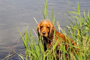 Американский кокер-спаниель в камышах Американский кокер-спаниель сидит в камышах