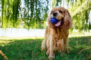 Американский кокер-спаниель с игрушкой в зубах Американский кокер-спаниель держит игрушку в зубах