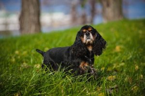 Американский кокер-спаниель: фото Американский кокер-спаниель черного окраса