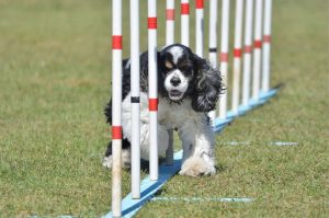 Американский спаниель аджилити Американский кокер-спаниель аджилити