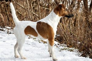 Собака гладкошерстный фокстерьер Гладкошерстный фокстерьер: фото зимой