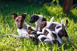 Собака гладкошерстный фокстерьер со своими щенками