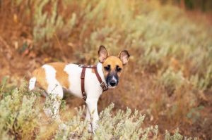 Щенок гладкошерстного фокстерьера Щенок гладкошерстного фокстерьера: красивое фото