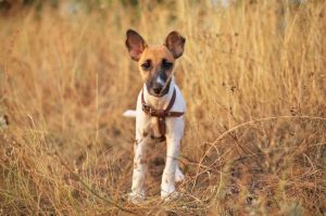 Фокстерьер гладкошерстный щенок Фото щенка гладкошерстного фокстерьера