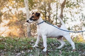 Щенок гладкошерстного фокстерьера в лесу Щенок гладкошерстного фокстерьера на прогулке в лесу