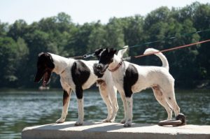 Гладкошерстные фокстерьеры Два гладкошерстных фокстерьера