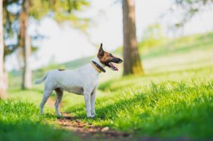 Гладкошерстный фокстерьер в парке Гладкошерстный фокстерьер гуляет в парке