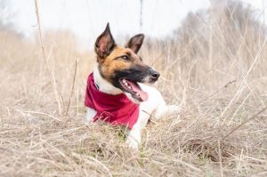 Красивая собака породы гладкошерстный фокстерьер Красивый гладкошерстный фокстерьер