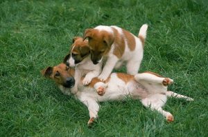 Гладкошерстный фокстерьер играется со щенками