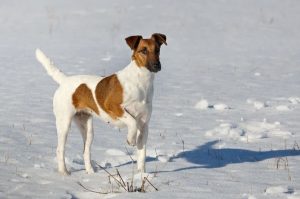 Гладкошерстный фокстерьер на зимней прогулке Гладкошерстный фокстерьер: красивое фото зимой