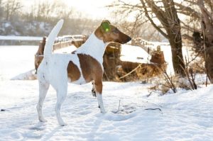 Гладкошерстный фокстерьер: зимнее фото Гладкошерстный фокстерьер зимой
