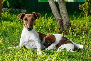 Гладкошерстный фокстерьер со щенком Собака гладкошерстный фокстерьер со щенком