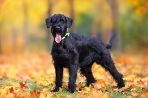 Фото черного ризеншнауцера