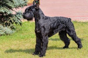 Гигантский шнауцер: фото собаки