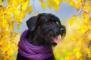 Красивый портрет гигантского шнауцера