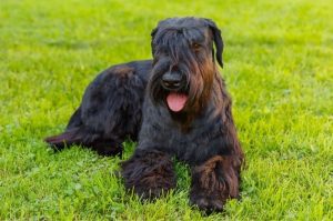 Гигантский шнауцер на траве