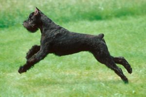 Гигантский шнауцер бежит по траве