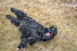 Гигантский шнауцер катается по траве