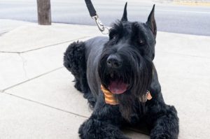 Красавец-гигантский шнауцер