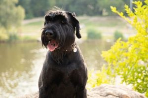 Гигантский шнауцер: красивое фото