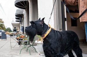 Гигантский шнауцер на прогулке