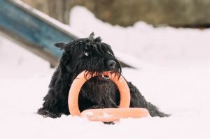 Гигантский шнауцер зимнее фото