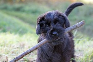 Черный ризеншнауцер с палкой в зубах