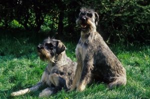 Два гигантских шнауцера: фото