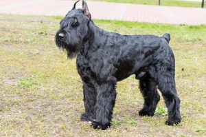 Черный ризеншнауцер