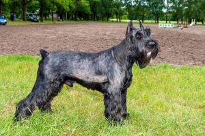 Фотография собаки породы ризеншнауцер