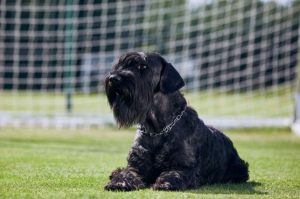 Порода собак ризеншнауцер