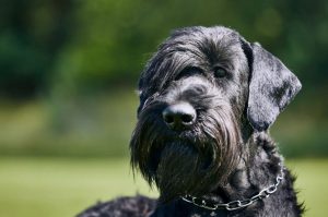 Фото ризеншнауцера