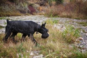 Порода собаки ризеншнауцер